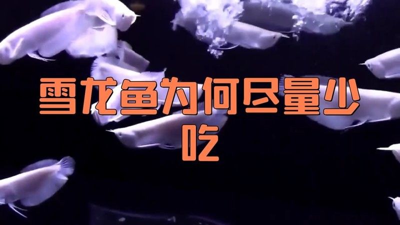 新疆雪龍魚盡量少吃（關于新疆雪龍魚的食用建議） 新疆雪龍魚盡量少吃（關于新疆雪龍魚的食用建議） 觀賞魚百科 第1張