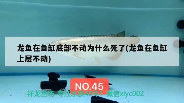 龍魚在魚缸底部不動為什么死了(龍魚在魚缸上層不動)（龍魚在魚缸底部不動為什么死了）
