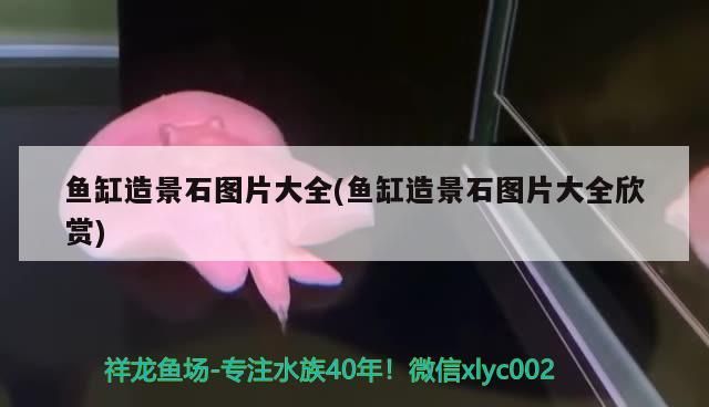 魚缸造景石圖片大全(魚缸造景石圖片大全欣賞)（魚缸造景之雙面式布景法）