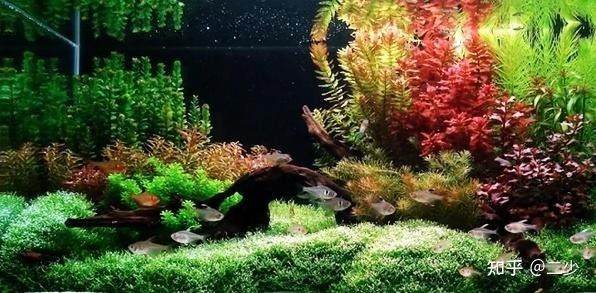 魚缸設計圖片大全（魚缸設計圖片大全根據您對魚缸設計圖片邏輯清晰的魚缸設計）