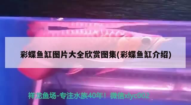 彩蝶魚(yú)缸圖片大全欣賞圖集(彩蝶魚(yú)缸介紹)（大牌子彩蝶魚(yú)缸圖片大全欣賞圖集）