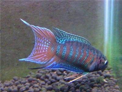 國(guó)外觀賞魚(yú)論壇（全球觀賞魚(yú)文化探秘探索世界各地不同的觀賞魚(yú)養(yǎng)殖和欣賞方式）