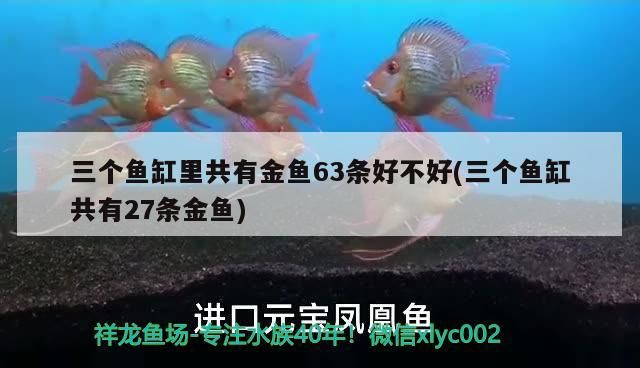 三個魚缸里共有金魚63條好不好(三個魚缸共有27條金魚)（三個魚缸里共有金魚63條好不好？）