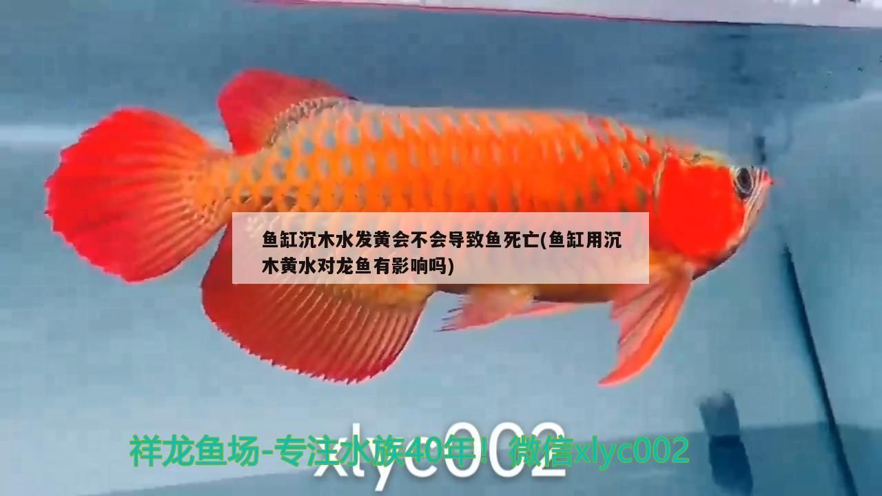 魚缸沉木水發黃會不會導致魚死亡(魚缸用沉木黃水對龍魚有影響嗎)（魚缸沉木水發黃會不會導致魚死亡）