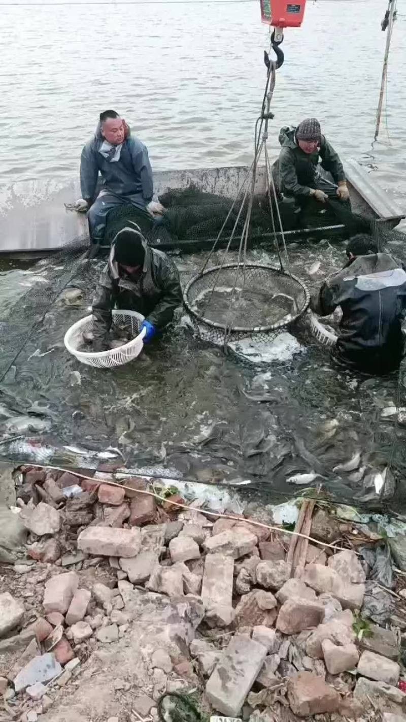 永城市魚苗批發(fā)（永城市哪個農(nóng)貿(mào)批發(fā)市場魚苗最便宜）