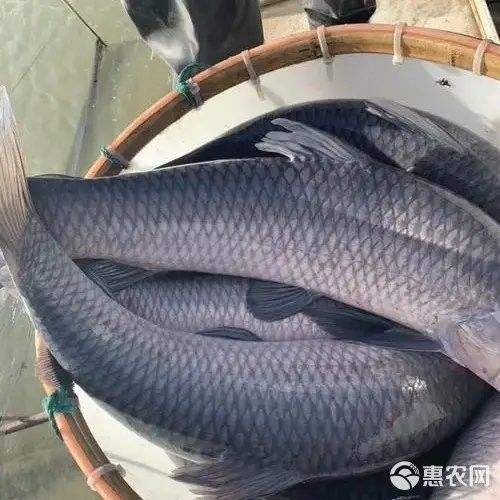 永城市魚苗批發(fā)（永城市哪個(gè)農(nóng)貿(mào)批發(fā)市場魚苗最便宜）