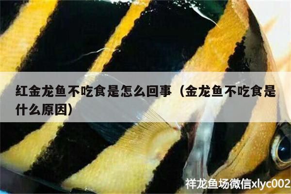 紅金龍魚不吃食是怎么回事（金龍魚不吃食是什么原因）（金龍魚不吃食可能是因為水質太老，飼養者可以先停止喂食）