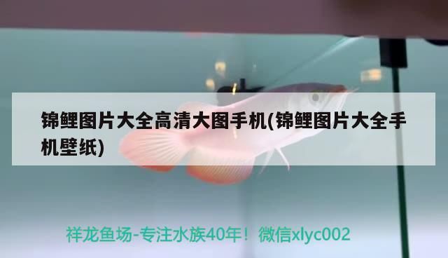 錦鯉圖片大全高清大圖手機(錦鯉圖片大全手機壁紙)（錦鯉圖片大全高清大圖手機）