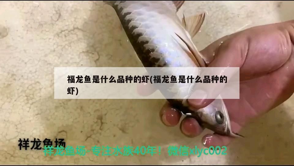 福龍魚是什么品種的蝦(福龍魚是什么品種的蝦)（福龍魚是什么品種的蝦）