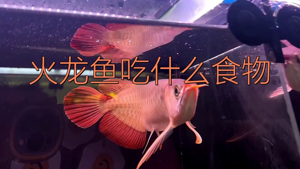 面包蟲喂龍魚好不好（面包蟲喂龍魚多久一次合適）