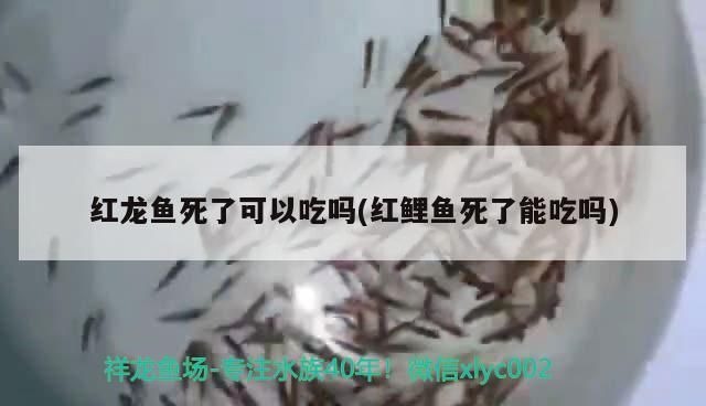 龍魚怕什么 紅龍魚死了可以吃嗎(紅鯉魚死了能吃嗎)(紅龍魚死了可以吃嗎) 觀賞魚百科 紅龍魚死了可以吃嗎(紅鯉魚死了能吃嗎)(紅龍魚死了可以吃嗎) 紅龍魚死了可以吃嗎(紅鯉魚死了能吃嗎)(紅龍魚死了可以吃嗎) 觀賞魚百科