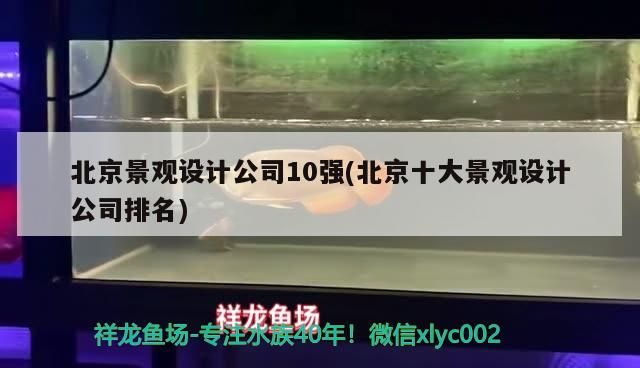 我的虎魚真菌感染了要怎么處理 北京景觀設計公司10強(北京十大景觀設計公司排名)(北京景觀設計公司10強(北京十大景觀設計公司前十排行榜) 觀賞魚百科 北京景觀設計公司10強(北京十大景觀設計公司排名)(北京景觀設計公司10強(北京十大景觀設計公司前十排行榜) 北京景觀設計公司10強(北京十大景觀設計公司排名)(北京景觀設計公司10強(北京十大景觀設計公司前十排行榜) 觀賞魚百科