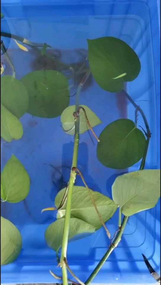 秋天到了么（祥龍水族聯(lián)盟魚友說：秋天還早呢，到了么，秋天3）