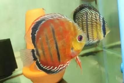紅龍魚哪個品種便宜【15公分紅龍能看出品種嗎】（15公分紅龍魚哪個品種便宜，）