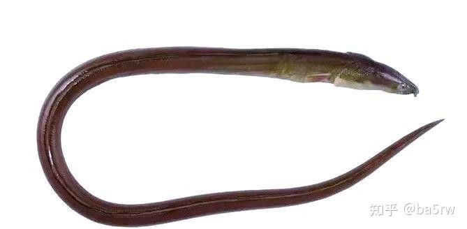 游龍是什么魚（游龍是什么魚“游龍”是什么魚“游龍”是什么魚）