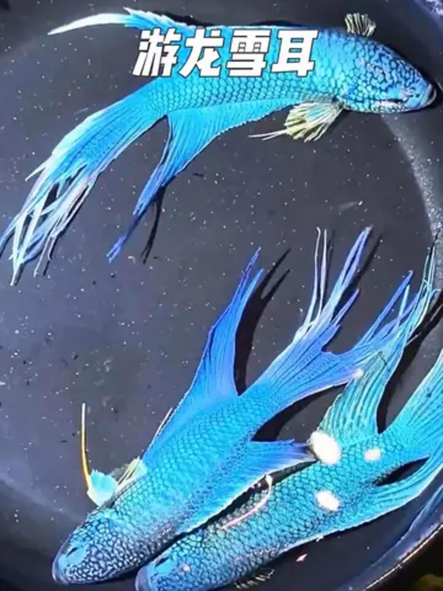 游龍是什么魚（游龍是什么魚“游龍”是什么魚“游龍”是什么魚）