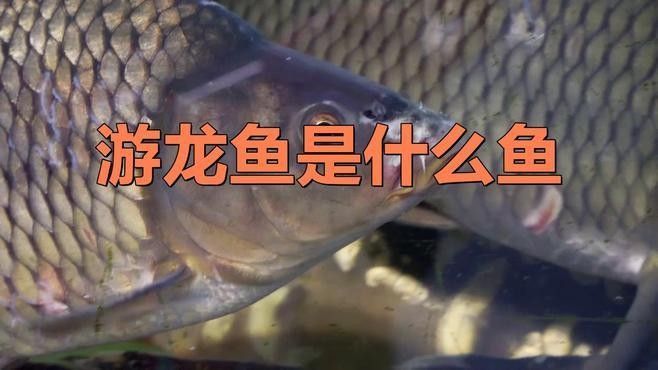 游龍是什么魚（游龍是什么魚“游龍”是什么魚“游龍”是什么魚）