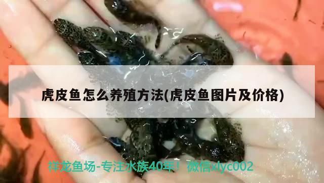 虎皮魚怎么養殖方法(虎皮魚圖片及價格)（虎皮魚怎么養殖方法） 虎皮魚怎么養殖方法(虎皮魚圖片及價格)（虎皮魚怎么養殖方法） 觀賞魚百科