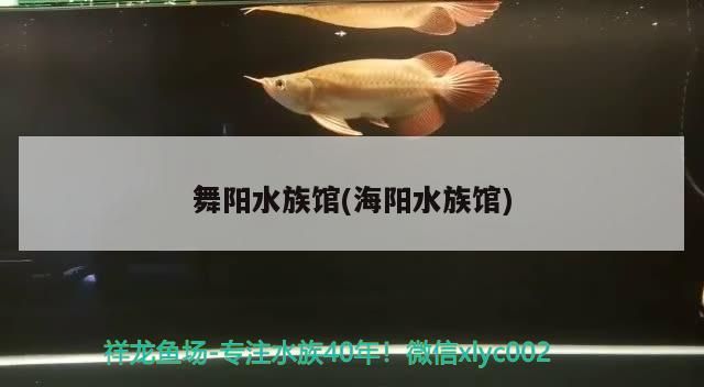 魚缸過濾器選購指南:自制魚缸過濾器魚缸上置過濾器對于養魚愛好者的必備知識 舞陽水族館(海陽水族館)(貴州最值得去的10個地方) 觀賞魚百科 舞陽水族館(海陽水族館)(貴州最值得去的10個地方) 舞陽水族館(海陽水族館)(貴州最值得去的10個地方) 觀賞魚百科