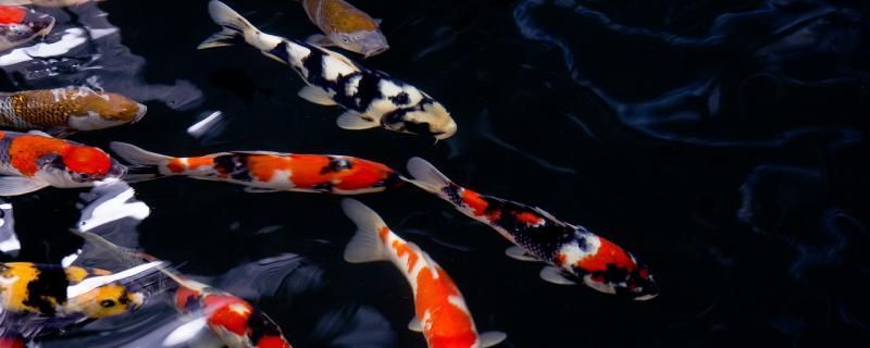 錦鯉可以和鸚鵡魚(yú)混養(yǎng)嗎可以和龍魚(yú)混養(yǎng)嗎（錦鯉、鸚鵡魚(yú)和錦鯉能混養(yǎng)嗎？） 錦鯉可以和鸚鵡魚(yú)混養(yǎng)嗎可以和龍魚(yú)混養(yǎng)嗎（錦鯉、鸚鵡魚(yú)和錦鯉能混養(yǎng)嗎？） 觀賞魚(yú)百科