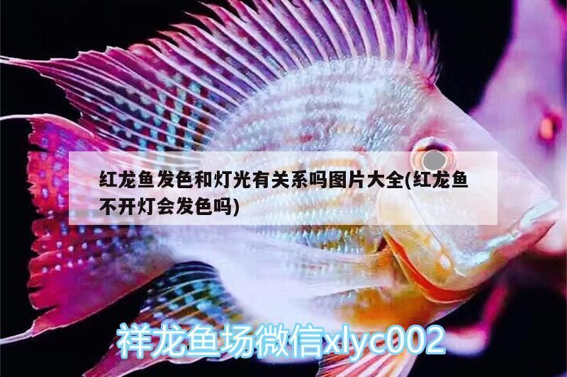 紅龍魚發(fā)色和燈光有關系嗎圖片大全(紅龍魚不開燈會發(fā)色嗎)（紅龍魚發(fā)色與燈光有關系嗎）