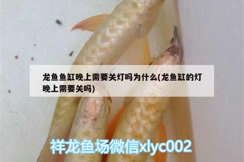 龍魚魚缸晚上需要關燈嗎為什么(龍魚缸的燈晚上需要關嗎)（龍魚魚缸晚上需要關燈嗎）