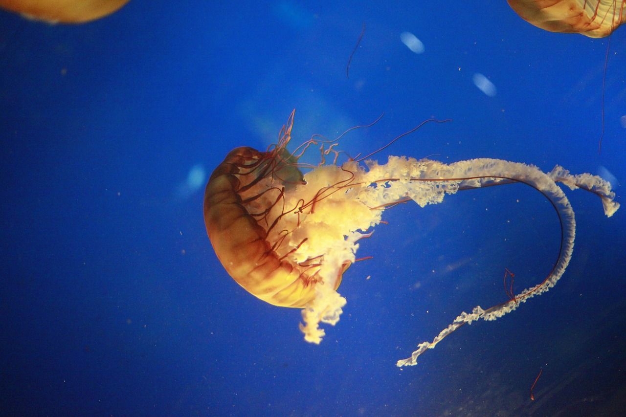 魚缸過濾器選購指南:自制魚缸過濾器魚缸上置過濾器對于養魚愛好者的必備知識 龍魚老趴缸是什么原因(龍魚愛趴缸)(龍魚老趴缸是什么原因) 觀賞魚百科 龍魚老趴缸是什么原因(龍魚愛趴缸)(龍魚老趴缸是什么原因) 龍魚老趴缸是什么原因(龍魚愛趴缸)(龍魚老趴缸是什么原因) 觀賞魚百科