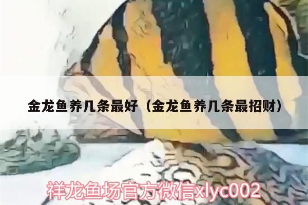 金龍魚養(yǎng)幾條最好（金龍魚養(yǎng)幾條最招財(cái)）（金龍魚養(yǎng)幾條最好）
