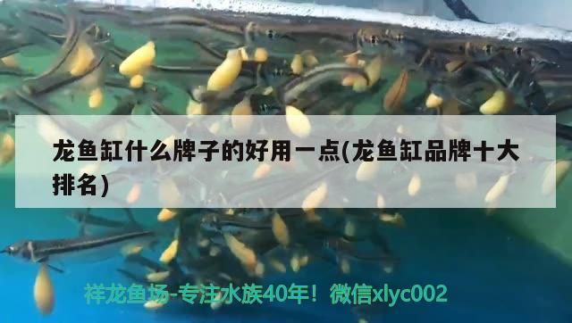 龍魚缸什么牌子的好用一點(龍魚缸品牌十大排名)（龍魚缸什么牌子的好用一點）