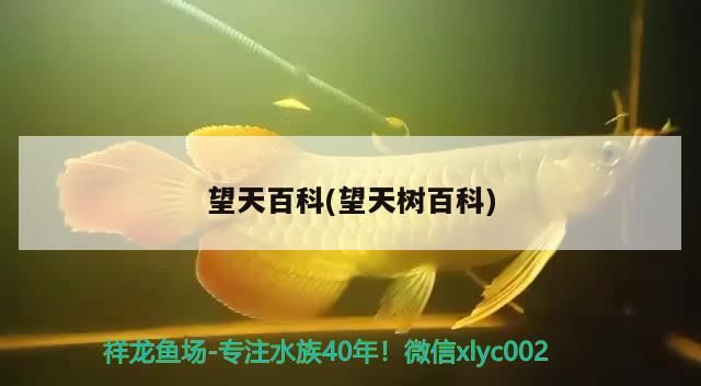 望天百科(望天樹百科)(天安門前的華表是什么?) 觀賞魚百科 第2張 望天百科(望天樹百科)(天安門前的華表是什么?) 望天百科(望天樹百科)(天安門前的華表是什么?) 觀賞魚百科 第2張