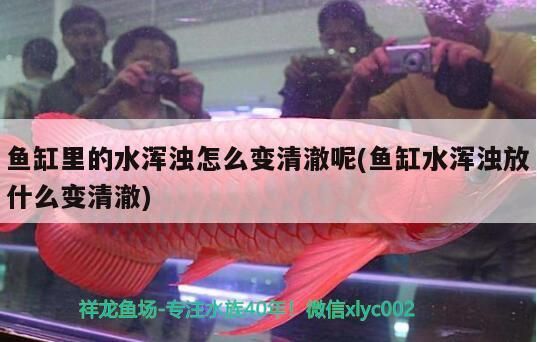 魚缸里的水渾濁怎么變清澈呢(魚缸水渾濁放什么變清澈)（魚缸水渾濁怎么變清澈）