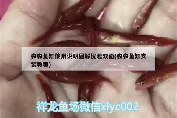 恐龍魚吃啥的（恐龍魚吃啥的好養）（恐龍魚吃啥的及恐龍魚吃啥的好養） 恐龍魚吃啥的（恐龍魚吃啥的好養）（恐龍魚吃啥的及恐龍魚吃啥的好養） 觀賞魚百科