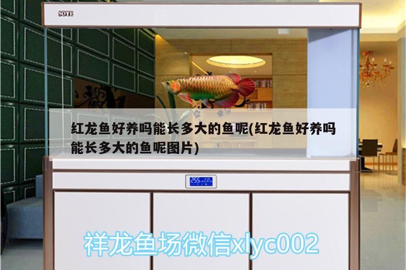 紅龍魚好養(yǎng)嗎能長(zhǎng)多大的魚呢(紅龍魚好養(yǎng)嗎能長(zhǎng)多大的魚呢圖片)（紅龍魚好養(yǎng)嗎能長(zhǎng)多大的魚）