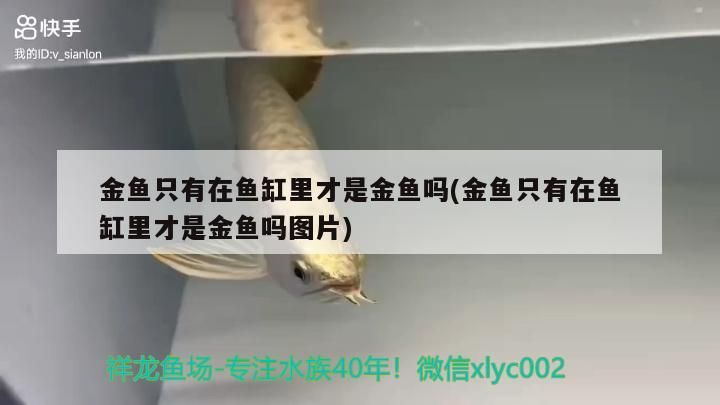 金魚只有在魚缸里才是金魚嗎(金魚只有在魚缸里才是金魚嗎圖片)（金魚只有在魚缸里才是金魚嗎）