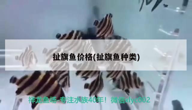 觀賞魚 扯旗魚價格(扯旗魚種類)(孔雀花_、孔雀魚孔雀魚孔雀魚孔雀魚的生長繁殖) 觀賞魚百科 扯旗魚價格(扯旗魚種類)(孔雀花_、孔雀魚孔雀魚孔雀魚孔雀魚的生長繁殖) 扯旗魚價格(扯旗魚種類)(孔雀花_、孔雀魚孔雀魚孔雀魚孔雀魚的生長繁殖) 觀賞魚百科