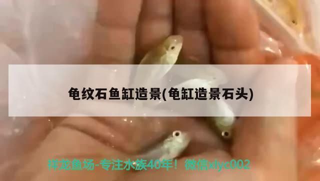 龍魚幼苗好養嗎：龍魚如何養殖（如何挑選龍魚） 龍魚幼苗好養嗎：龍魚如何養殖（如何挑選龍魚） 觀賞魚百科 第1張