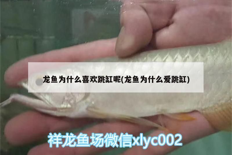 魚缸 龍魚為什么喜歡跳缸呢(龍魚為什么愛跳缸)(龍魚為什么喜歡跳缸) 觀賞魚百科 龍魚為什么喜歡跳缸呢(龍魚為什么愛跳缸)(龍魚為什么喜歡跳缸) 龍魚為什么喜歡跳缸呢(龍魚為什么愛跳缸)(龍魚為什么喜歡跳缸) 觀賞魚百科