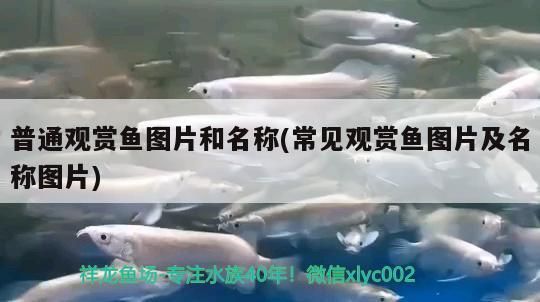 普通觀賞魚圖片和名稱(常見觀賞魚圖片及名稱圖片)（什么品種觀賞魚好養） 普通觀賞魚圖片和名稱(常見觀賞魚圖片及名稱圖片)（什么品種觀賞魚好養） 觀賞魚百科