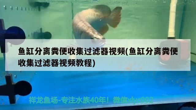 魚缸分離糞便收集過濾器視頻(魚缸分離糞便收集過濾器視頻教程)（魚缸分離糞便收集過濾器教程）