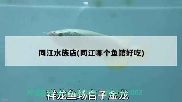 同江水族店(同江哪個魚館好吃)（東莞同江水族店和同江哪個魚館好吃的介紹到此就結束了）
