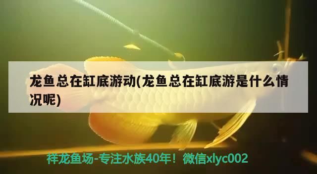 龍魚總在缸底游動(dòng)(龍魚總在缸底游是什么情況呢)（祥龍魚總在缸底游動(dòng)，龍魚總在缸底游動(dòng)的原因是什么）