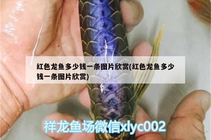 紅色龍魚多少錢一條圖片欣賞(紅色龍魚多少錢一條圖片欣賞)（紅色龍魚多少錢一條）