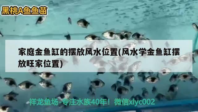 家庭金魚缸的擺放風水位置(風水學金魚缸擺放旺家位置)（家中金魚缸擺放風水學金魚缸擺放風水位置的擺放位置）