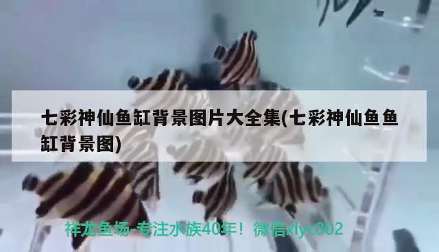 廣西水族店(廣西水族服飾)(廣西水族店,) 觀賞魚百科 第1張 廣西水族店(廣西水族服飾)(廣西水族店,) 廣西水族店(廣西水族服飾)(廣西水族店,) 觀賞魚百科 第1張