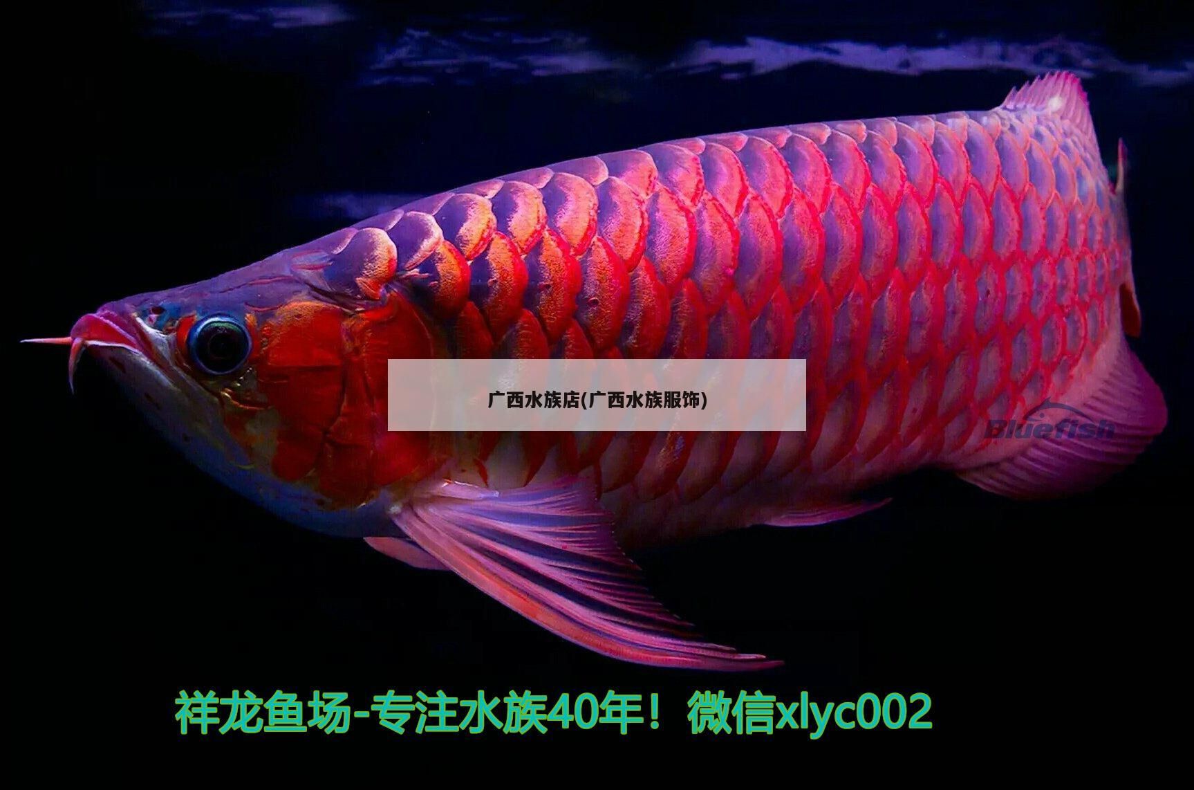 廣西水族店(廣西水族服飾)(廣西水族店,) 觀賞魚百科 第2張 廣西水族店(廣西水族服飾)(廣西水族店,) 廣西水族店(廣西水族服飾)(廣西水族店,) 觀賞魚百科 第2張
