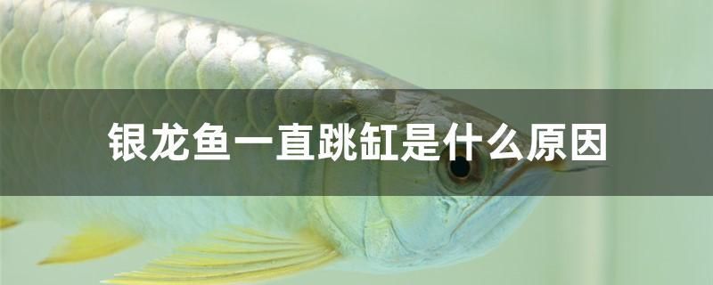 銀龍魚一直跳缸是什么原因（龍魚為什么會跳缸？）