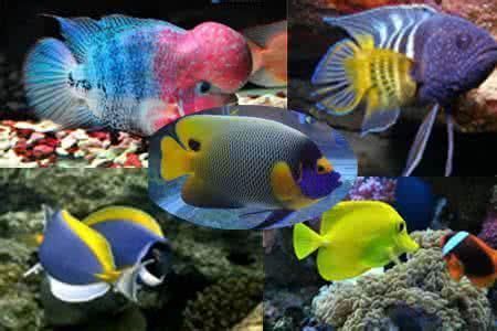 關于觀賞魚的論文（關于觀賞魚的相關論文）