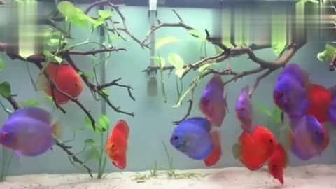關于觀賞魚的論文（關于觀賞魚的相關論文）