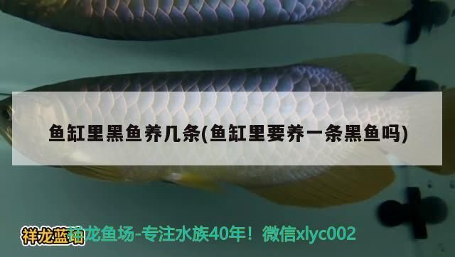 魚缸里黑魚養幾條(魚缸里要養一條黑魚嗎)（魚缸里為什么要養一條黑魚，為什么要養一條黑色的魚） 魚缸里黑魚養幾條(魚缸里要養一條黑魚嗎)（魚缸里為什么要養一條黑魚，為什么要養一條黑色的魚） 觀賞魚百科