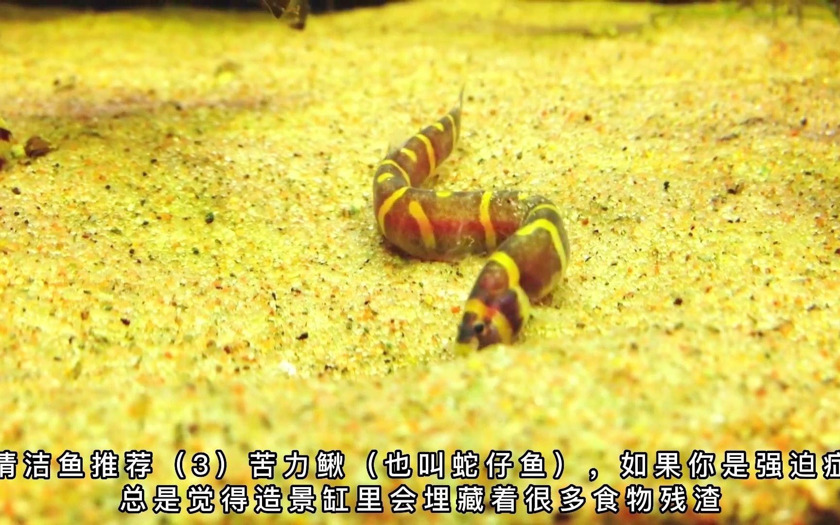 吃食物殘?jiān)聂~(yú)（吃食物殘?jiān)聂~(yú)叫什么名字timtian吃魚(yú)屎的魚(yú)） 吃食物殘?jiān)聂~(yú)（吃食物殘?jiān)聂~(yú)叫什么名字timtian吃魚(yú)屎的魚(yú)） 觀賞魚(yú)百科 第3張